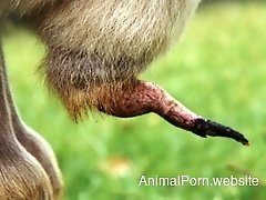 This animal dick looks very pointy, also check out it's anus