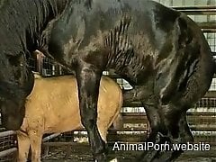 Gigantic black stallion pounds a smaller pony from behind