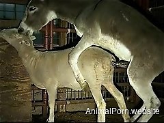 Two farm animals are screwing in doggy style pose on camera